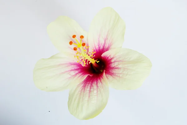 Syriacus del hibisco — Foto de Stock
