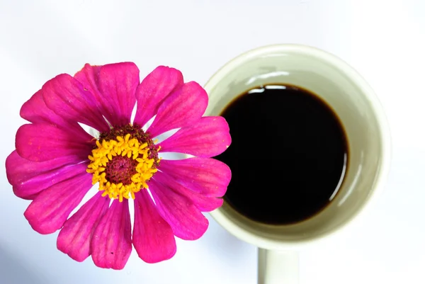 Zinnia dans le café — Photo