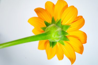 Turuncu zinnia izole içinde