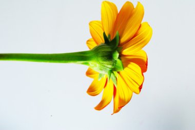 Turuncu zinnia izole içinde