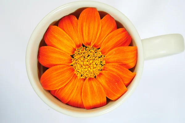 カップ オレンジ ジニア — ストック写真