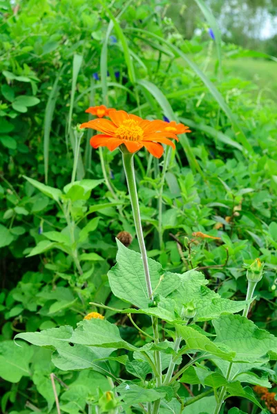 Πορτοκαλί zinnia — Φωτογραφία Αρχείου