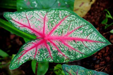Caladium bicolor