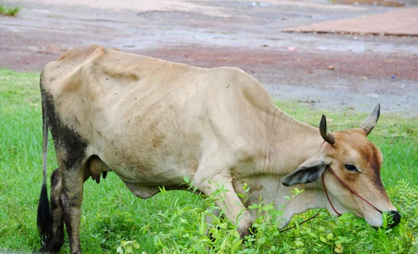 Mucca su erba e prato nella natura — Foto Stock