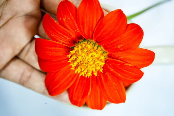 Ціннія квітка — стокове фото