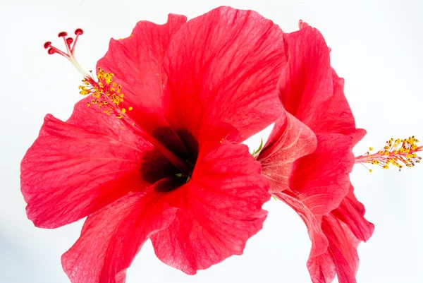 Vörös hibiszkusz virág — Stock Fotó