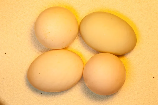 Eggs — Stock Photo, Image