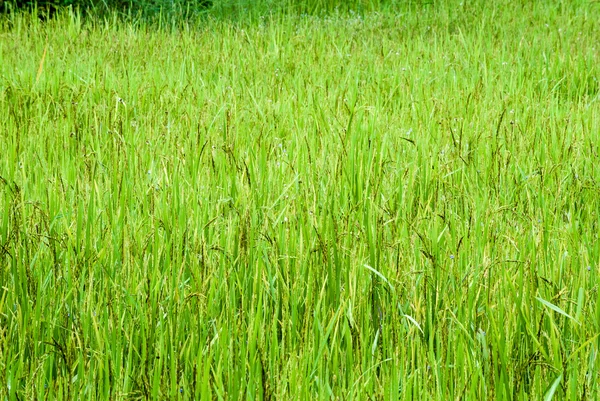 Campos de arroz con arroz . —  Fotos de Stock