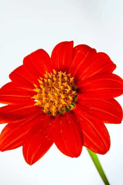 Zinnia fleur — Photo