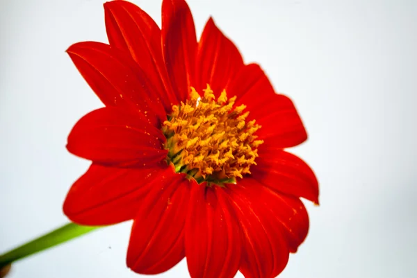 Zinnia fleur — Photo