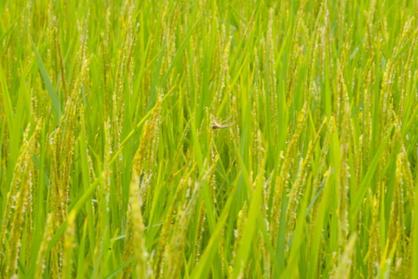 Arroz verde —  Fotos de Stock