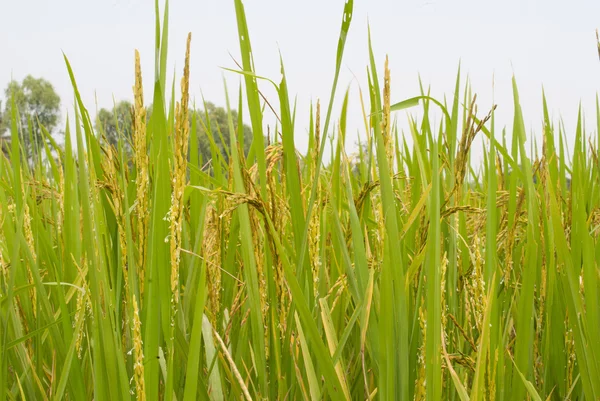 Arroz verde — Fotografia de Stock