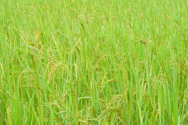 Grüner Reis — Stockfoto