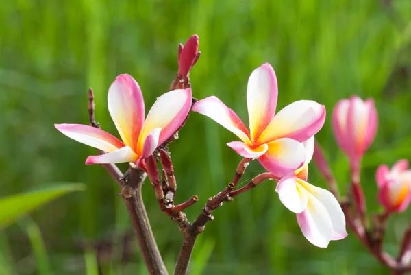 Plumeria — Stock fotografie