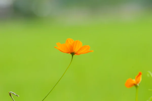 Flores — Fotografia de Stock