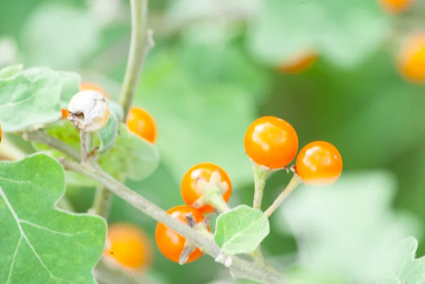 Solanum trilobatum — Foto de Stock