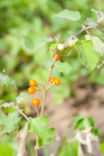 Solanum trilobatum — Foto de Stock