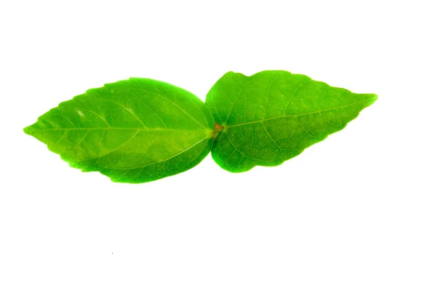 Green leaf — Stock Photo, Image