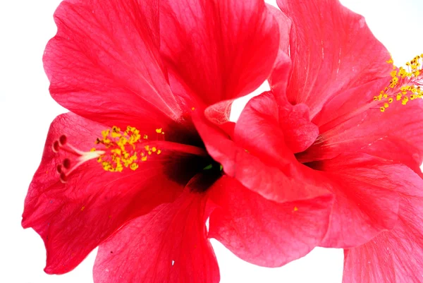 Red hibiscus flowers on a white background. — Stock Photo, Image