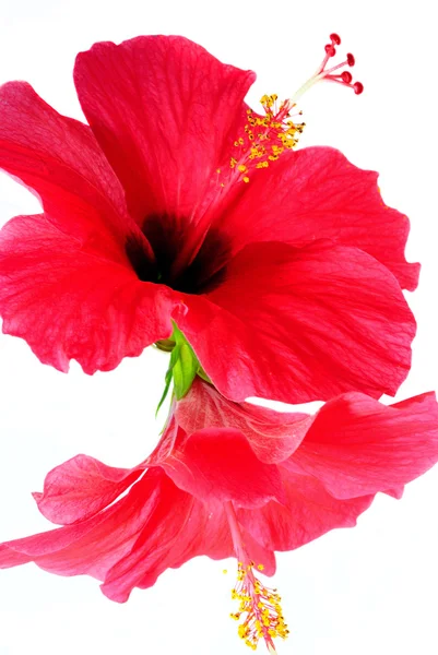 Rote Hibiskusblüten auf weißem Hintergrund. — Stockfoto