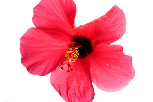 Red hibiscus flowers on a white background. Stock Picture