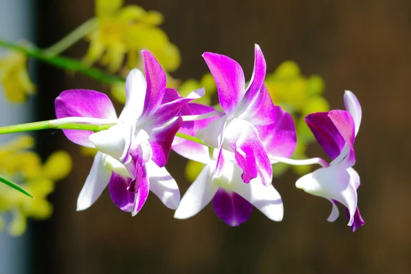 Orquídea —  Fotos de Stock