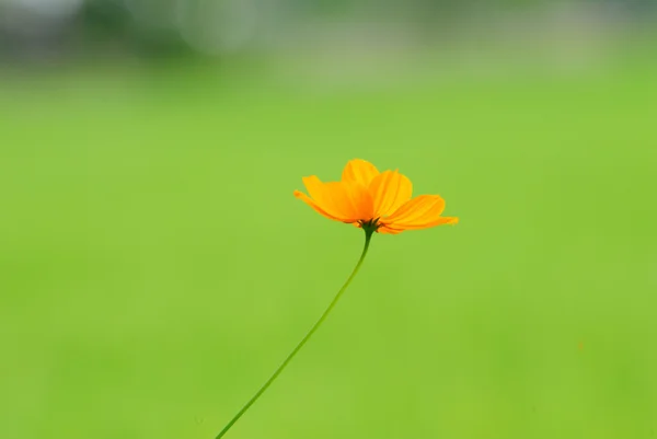 Cosmos — Stock Photo, Image