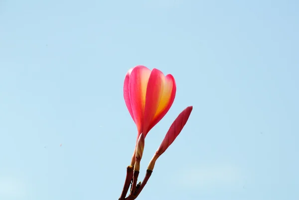 Plumeria — Stock Photo, Image