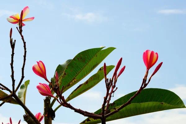 Plumeria — Stock Photo, Image