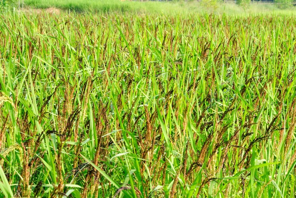 Arroz roxo — Fotografia de Stock