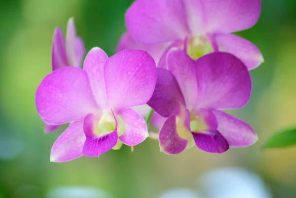 Orquídea púrpura — Foto de Stock