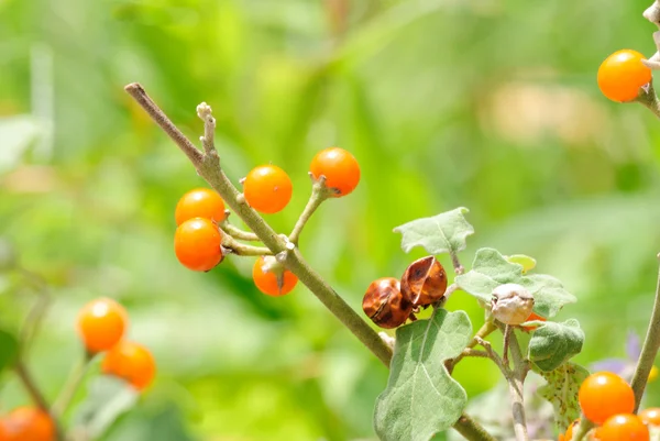 Solanum — Foto de Stock