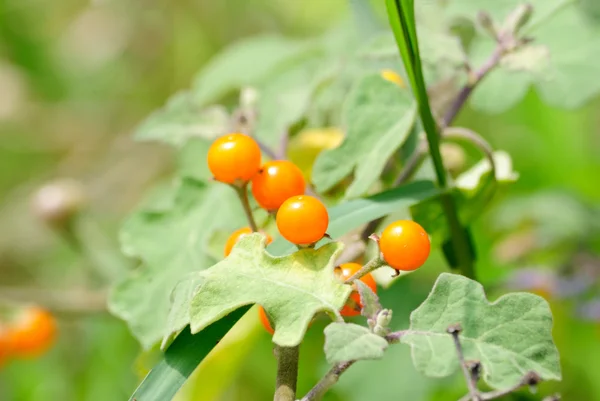 Solanum — Photo