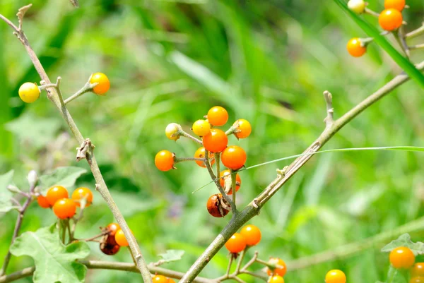 Solanum — Foto de Stock