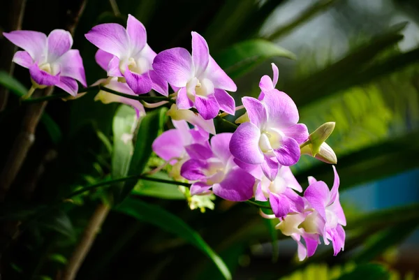 Paarse orchid — Stockfoto