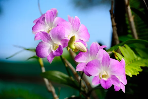 Orquídea púrpura —  Fotos de Stock