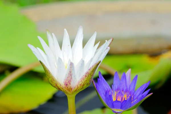 Lotus квіти — стокове фото