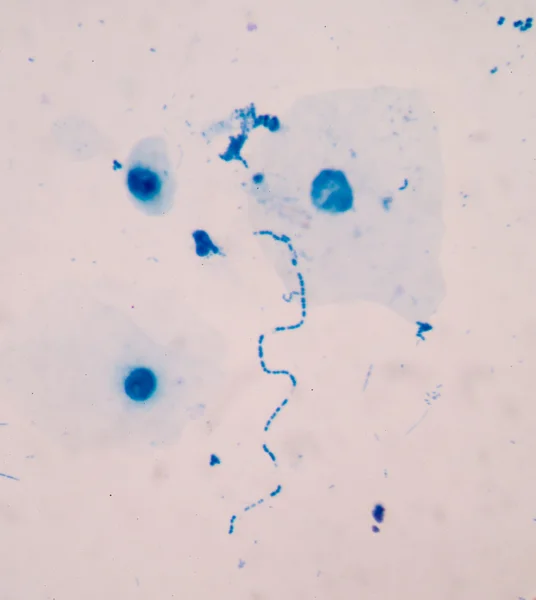 Клітини бактерії — стокове фото