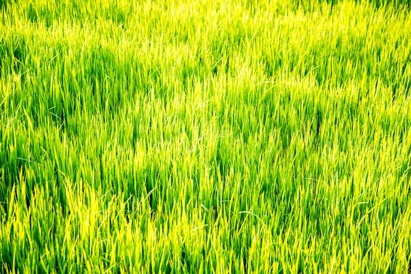 Grünes Gras von einem Feld — Stockfoto