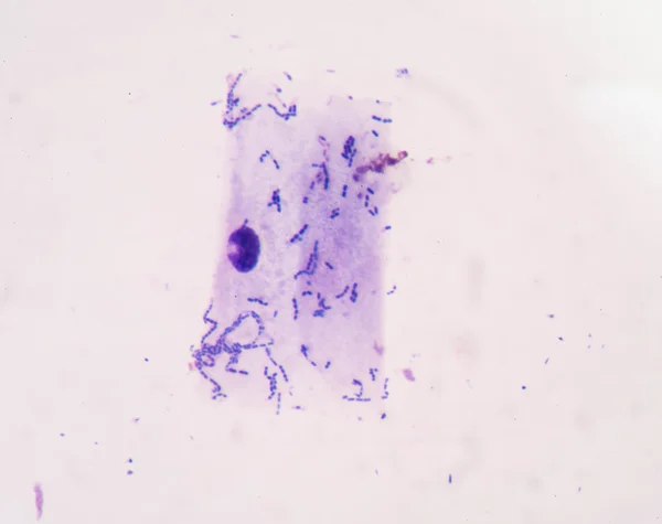 Bacterias finas de microscopio . — Foto de Stock