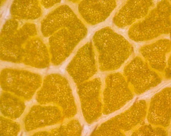 Oskärpa växtceller under Mikroskop. — Stockfoto