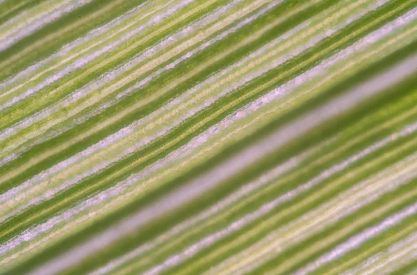 Células vegetales desenfocadas bajo microscopio . — Foto de Stock