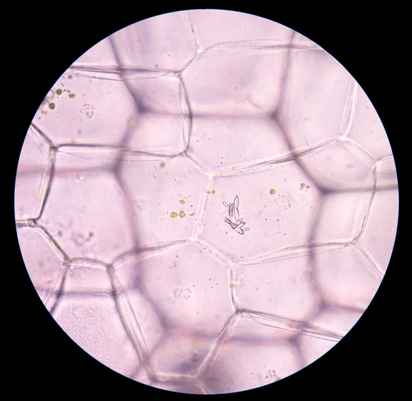 Tumbuhan sel di bawah mikroskop — Stok Foto