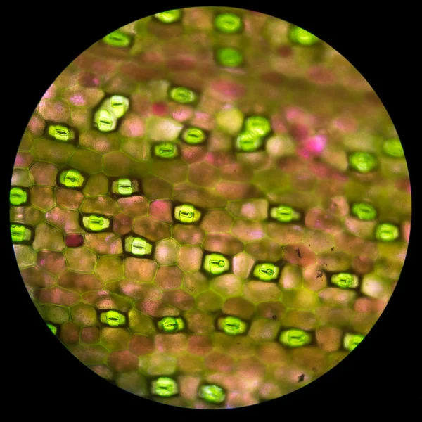 현미경에서 녹색 식물 세포 — 스톡 사진