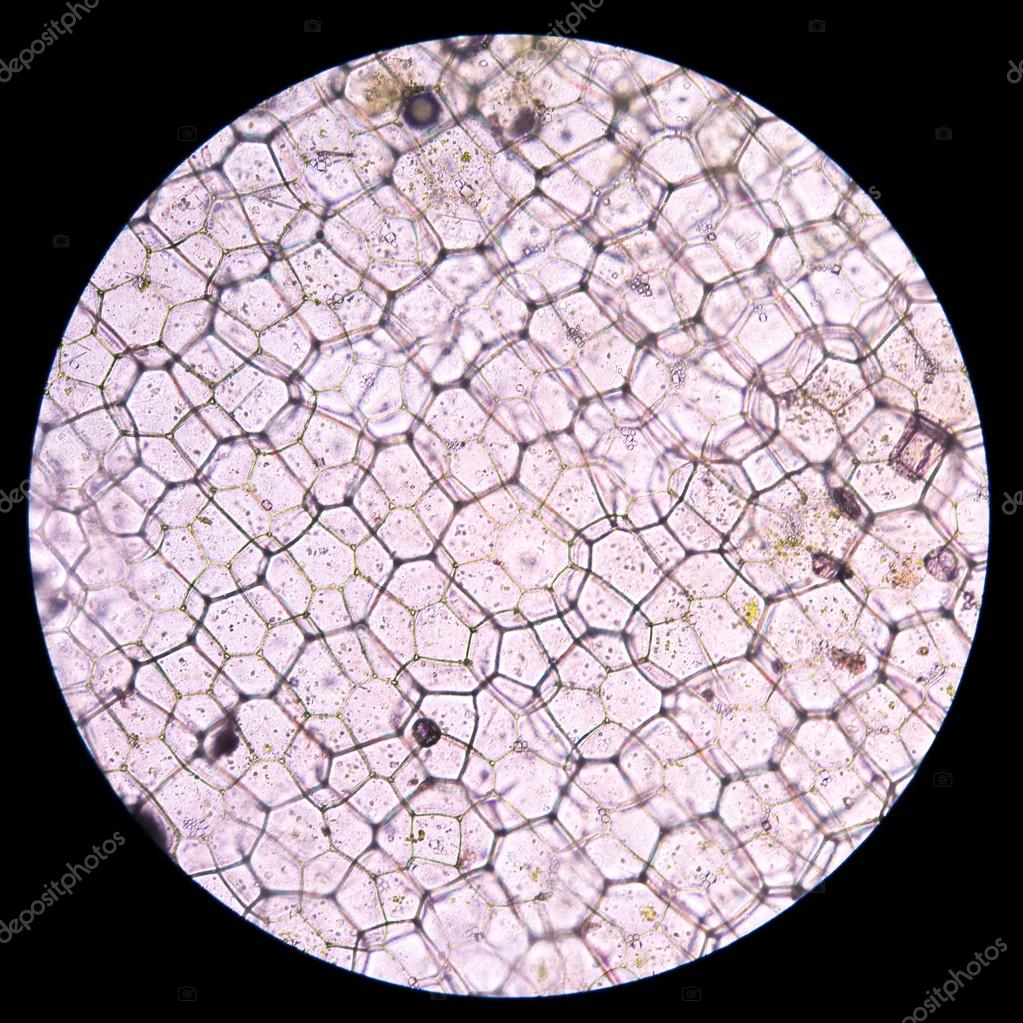 Oyster plant cells. plant cells under microscope