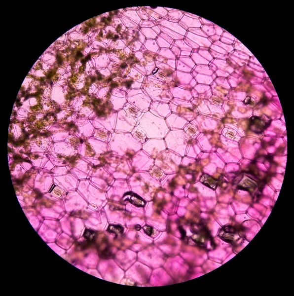 Στρείδι φυτικά κύτταρα. φυτικά κύτταρα κάτω από μικροσκόπιο. — Φωτογραφία Αρχείου