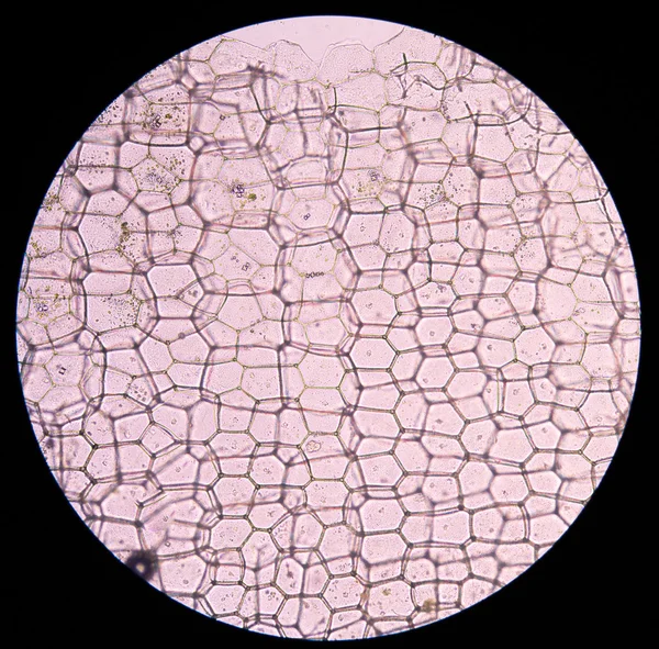 Células vegetales de ostra. células vegetales bajo el microscopio . —  Fotos de Stock