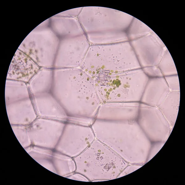 Cellules végétales d'huîtres. cellules végétales au microscope . — Photo