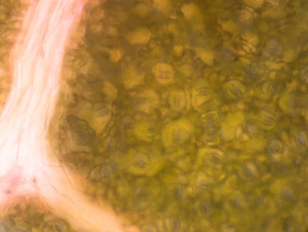 Plant cells under microscope — Stock Image Plant cells under microscope Royalty Free Stock Photos