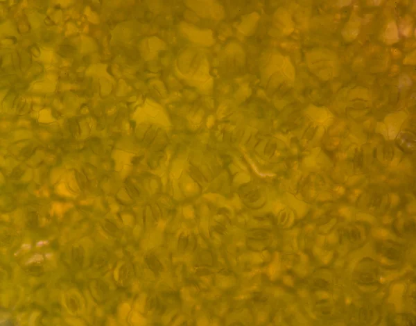 Plant cells under microscope — Stock Image Plant cells under microscope Stock Photo